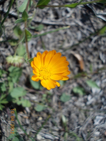 calendula